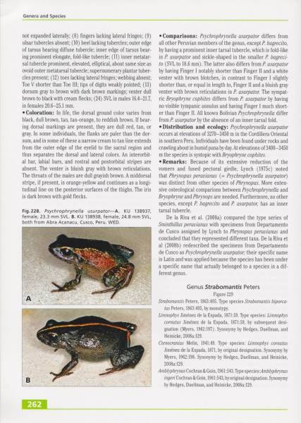 Terrestrial-Breeding Frogs (Strabomantidae) in Peru